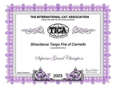 TICA SGC / FIFe CH Silverdance Tango Fire of Carmello