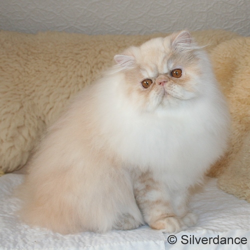 Silverdance Bacardi And Sugar
