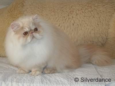 Silverdance Bacardi And Sugar