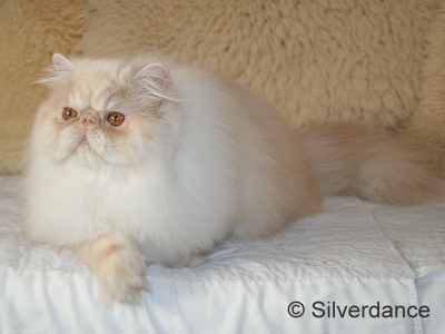 Silverdance Bacardi And Sugar