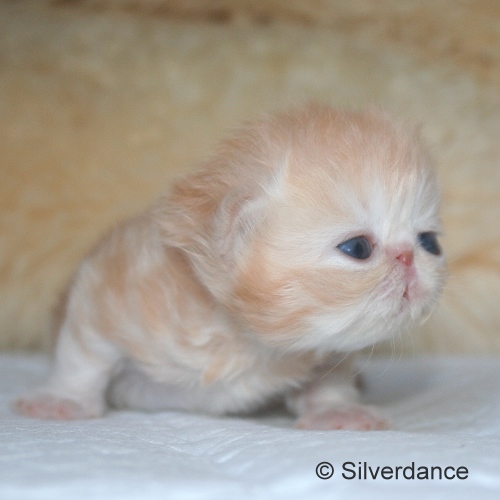 Silverdance Ice Drops