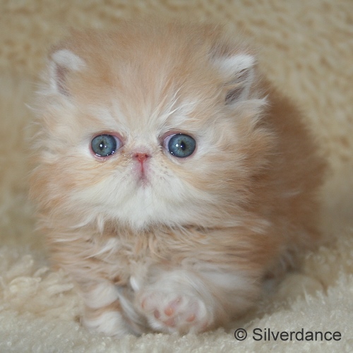 Silverdance Ice Drops