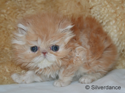 Silverdance My Delight