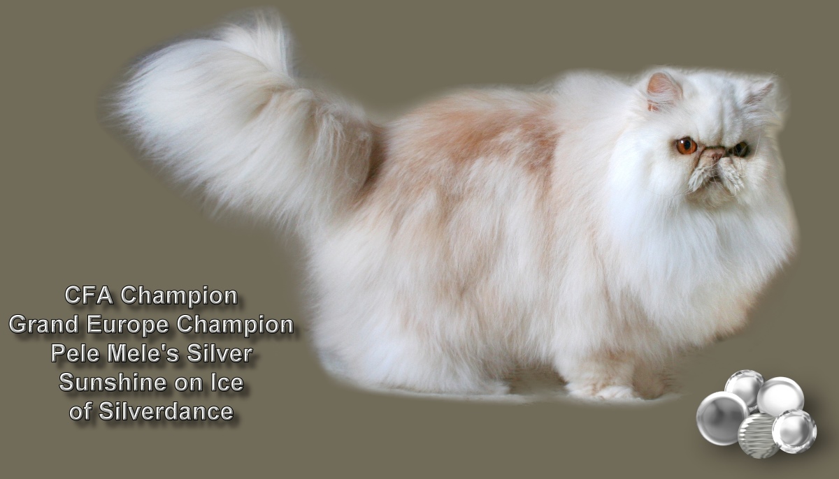 CFA CH & PR / GEC Pele Mele's Silver Sunshine On Ice of Silverdance