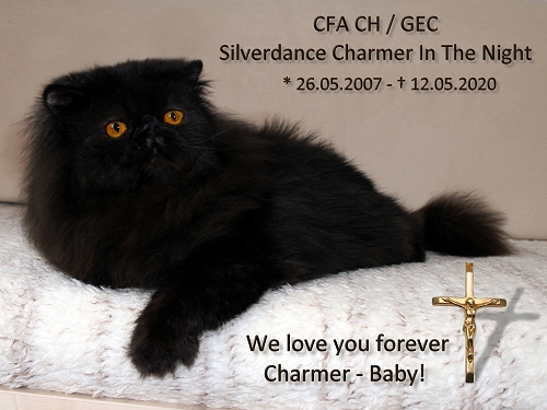 CFA CH/GEC Silverdance Charmer In The Night