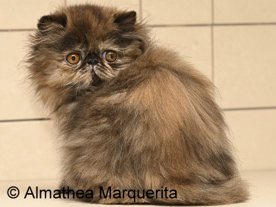 Almathea Marquerita