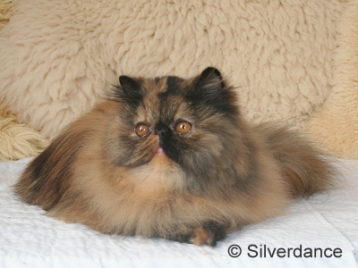 JuCH Almathea Dark Rose of Silverdance
