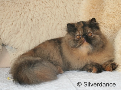 JuCH Almathea Dark Rose of Silverdance