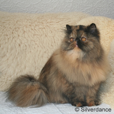 JuCH Almathea Dark Rose of Silverdance