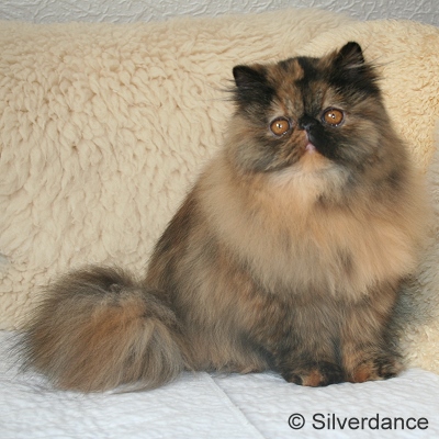 JuCH Almathea Dark Rose of Silverdance