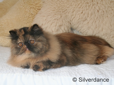 JuCH Almathea Dark Rose of Silverdance