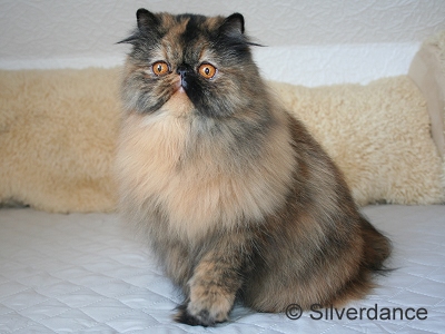 CH Almathea Dark Rose of Silverdance