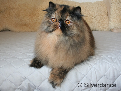 CH Almathea Dark Rose of Silverdance