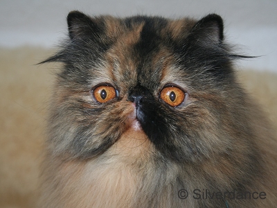 CH Almathea Dark Rose of Silverdance