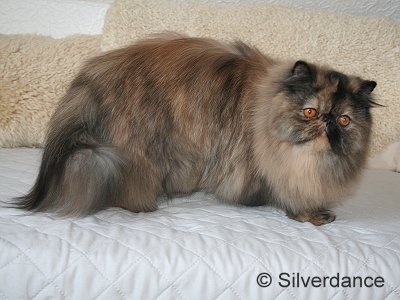 CH Almathea Dark Rose of Silverdance