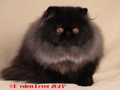 D'Eden Lover Manhattan of Almathea