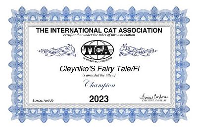 TICA CH / GIC Cleyniko's Fairy Tale of Silverdance