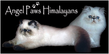 Angel Paws Himalayans