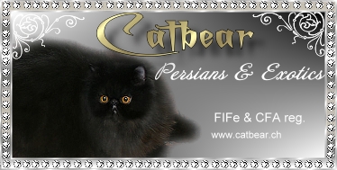 Catbear Persians & Exotic