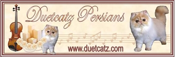 Duetcatz Persians