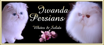 Iwanda Persians