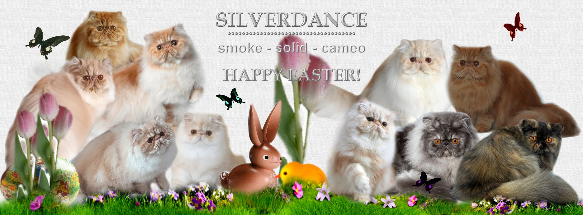 Silverdance Persians - CFA & TICA cattery for smoke Persians & solid Persians & cameo Persians 