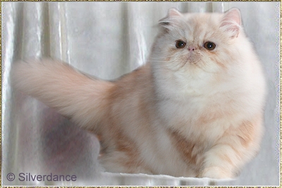 Remilakat Tuppence of Silverdance ... red-shaded-cameo female 6 months old