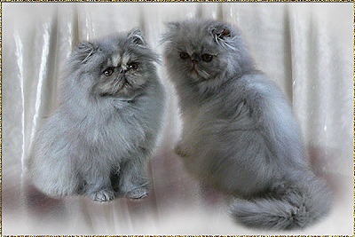 Pele Mele’s Silver Blue IceBell and Pele Mele’s Silver Blue IceAngel ... blue-cream-smoke kitten 12 weeks old,  father: My Fantasy´s Blue Ice Sensation of Silverdance