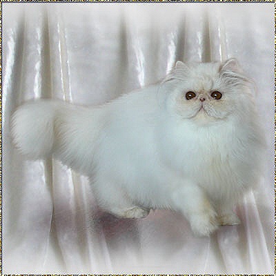 Pele-Mele’s  Silver Paint ’N IcePowder of Duetcatz ... cream-shell-cameo female 7 months old