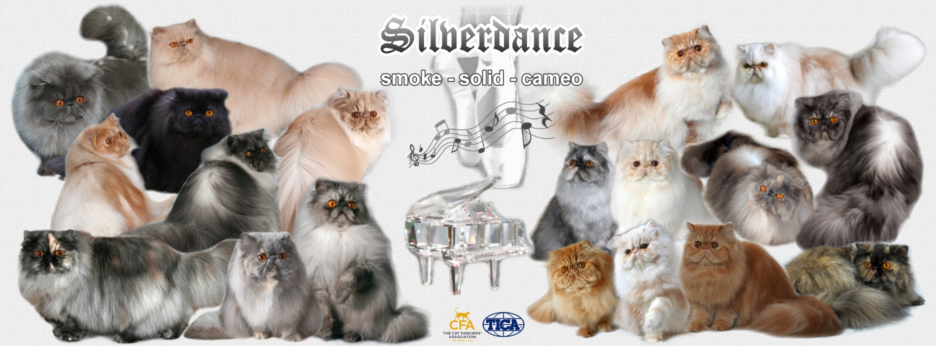 Silverdance Persians - CFA & TICA cattery for smoke Persians & solid Persians & cameo Persians 