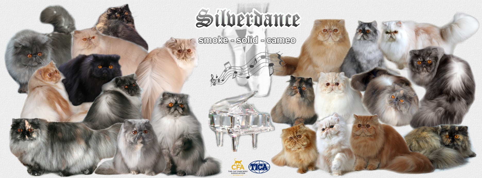 Silverdance Persians - CFA & TICA cattery for smoke Persians & solid Persians & cameo Persians 