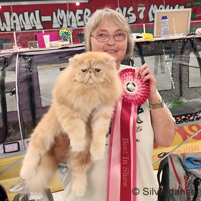 TICA RW SGC/WC Silverdance Ice Teddy Bear