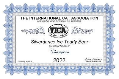 TICA RW SGC/IC Silverdance Ice Teddy Bear