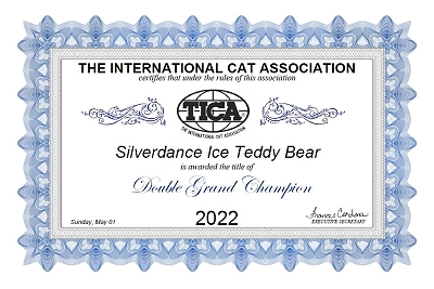 TICA RW QGC/IC Silverdance Ice Teddy Bear
