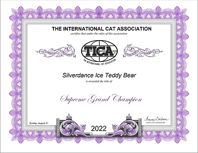 TICA RW SGC / IC Silverdance Ice Teddy Bear