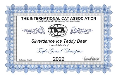 TICA RW QGC/IC Silverdance Ice Teddy Bear