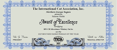 TICA CH Silverdance Whiskey On Ice