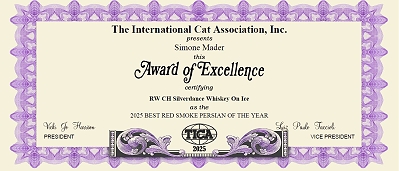 TICA CH Silverdance Whiskey On Ice