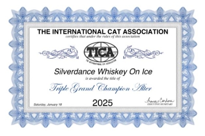 TICA Show Silverdance Persians