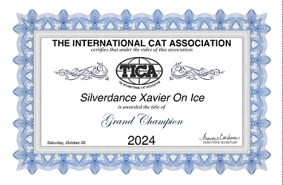 TICA Show Silverdance Persians