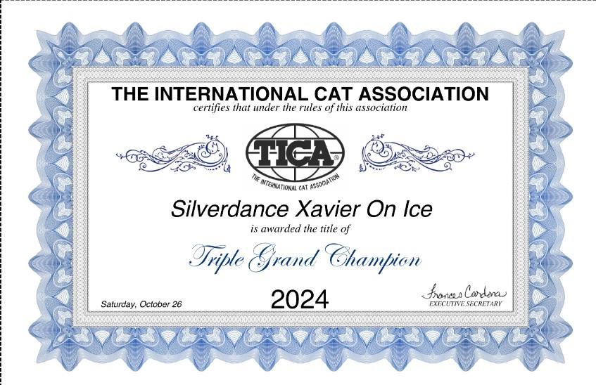 TICA Show Silverdance Persians